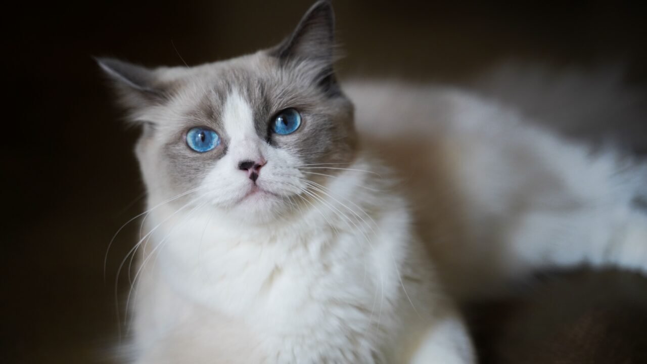 15 razas de gatos — Cómo elegir de verdad (tres preguntas, sesenta segundos)