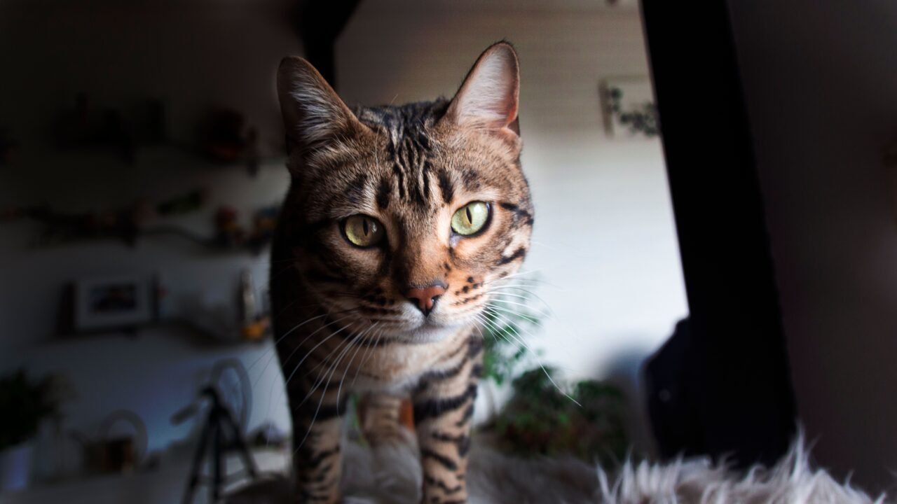 Gato bengalí en lo alto de una torre para gatos en un apartamento