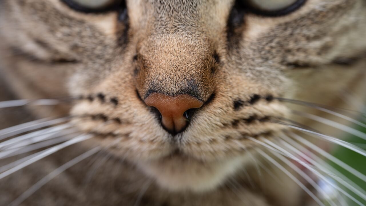 Primer plano de los bigotes largos y blancos de un gato