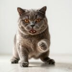 The British Shorthair: The UK's Most Iconic and Beloved Cat Breed