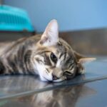 ¿Cómo detectar si tu gato está cerca de su fin? - Señales que indican la muerte en felinos