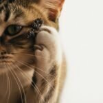Ácaros en las orejas del gato: el "café molido" que lo está torturando