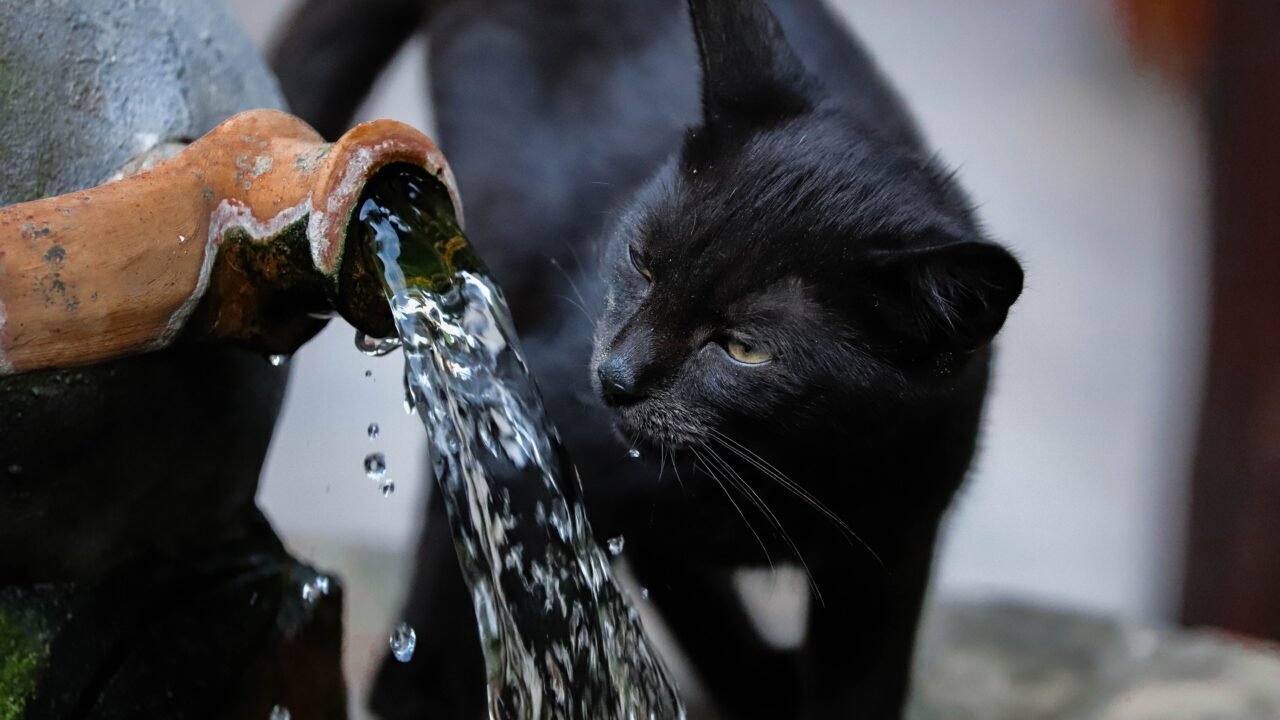 como hacer bebedero de agua para gatos — Forra la caja con papel aluminio…
