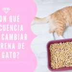 ¿Con qué frecuencia debes cambiar la arena de tu gato?