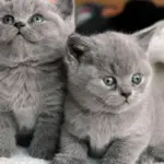 Conoce la elegancia felina de la raza de gato con pelaje gris plateado