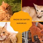 Conoce las 15 razas de gatos más populares y descubre sus características únicas