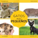 Conoce las 5 razas de gatos pequeños que no crecen: ¡perfectos para espacios reducidos!