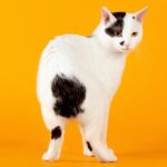 Conoce las características de los gatos sin cola, una raza felina única