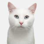 Conoce las características y curiosidades de las razas de gatos criollos