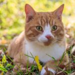 Conoce las maravillosas características de los gatos callejeros, una raza única y especial