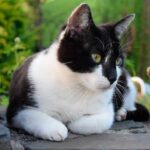 Conoce todo sobre la elegante raza de gato blanco con negro