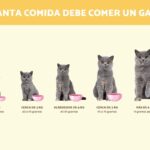 ¿Conoces la cantidad adecuada de comidas para tu gato? Descubre cuántas veces se debe dar de comer al día
