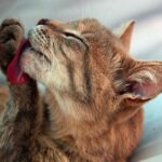 Consejos prácticos para eliminar eficazmente las bolas de pelo en los gatos