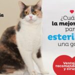 ¿Cuál es la mejor edad para castrar a los gatos?
