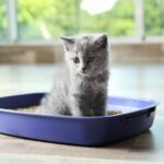 ¿Cuándo es el momento adecuado para cambiar la arena de tu gato? Todo lo que necesitas saber