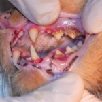 ¿Cuántas veces se mudan de dientes los gatos?