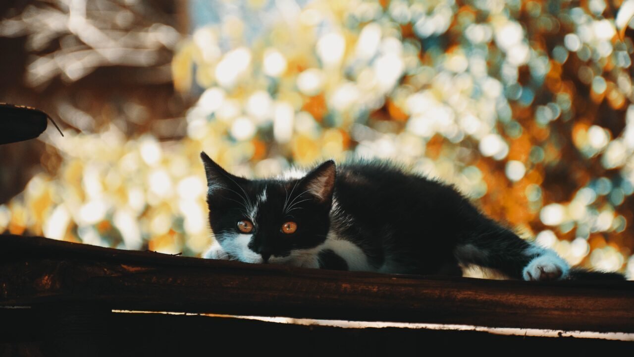 cuantas veces se mudan de dientes los gatos — El calendario completo, mes a mes