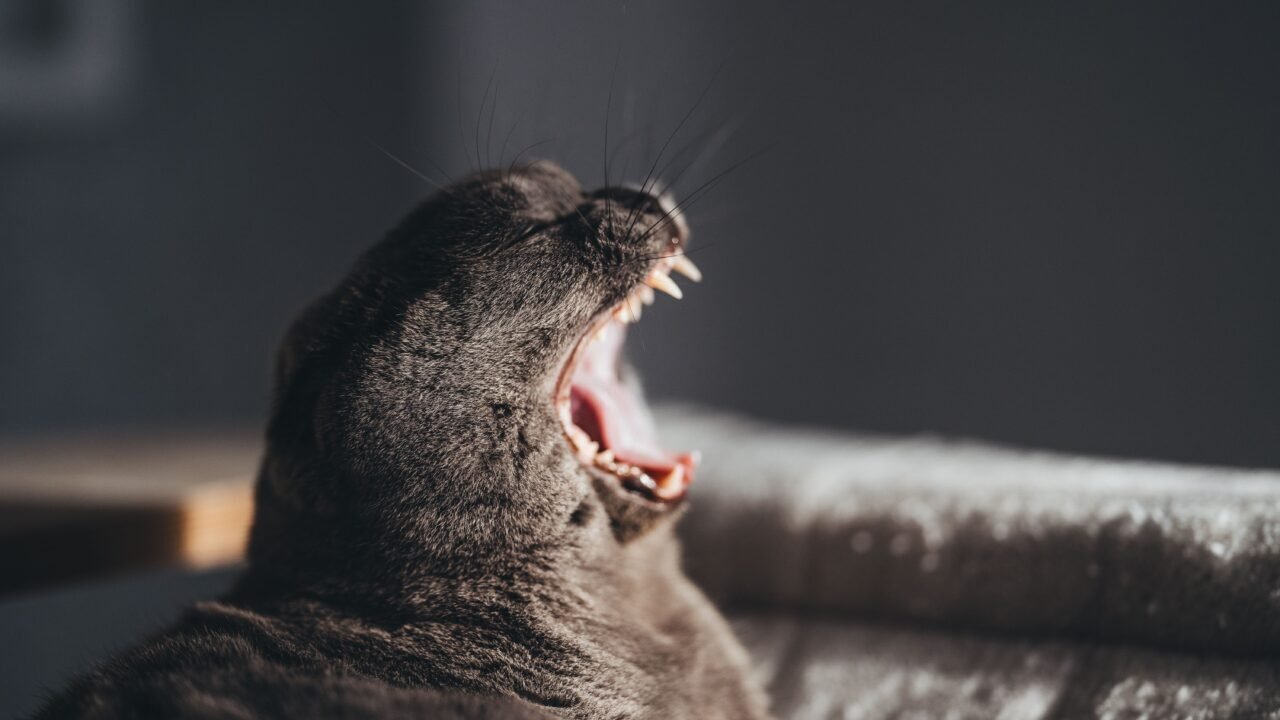cuantas veces se mudan de dientes los gatos — Los que sí aparecen suelen salir…
