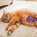 ¿Cuánto debes pagar por la esterilización de tu gato?