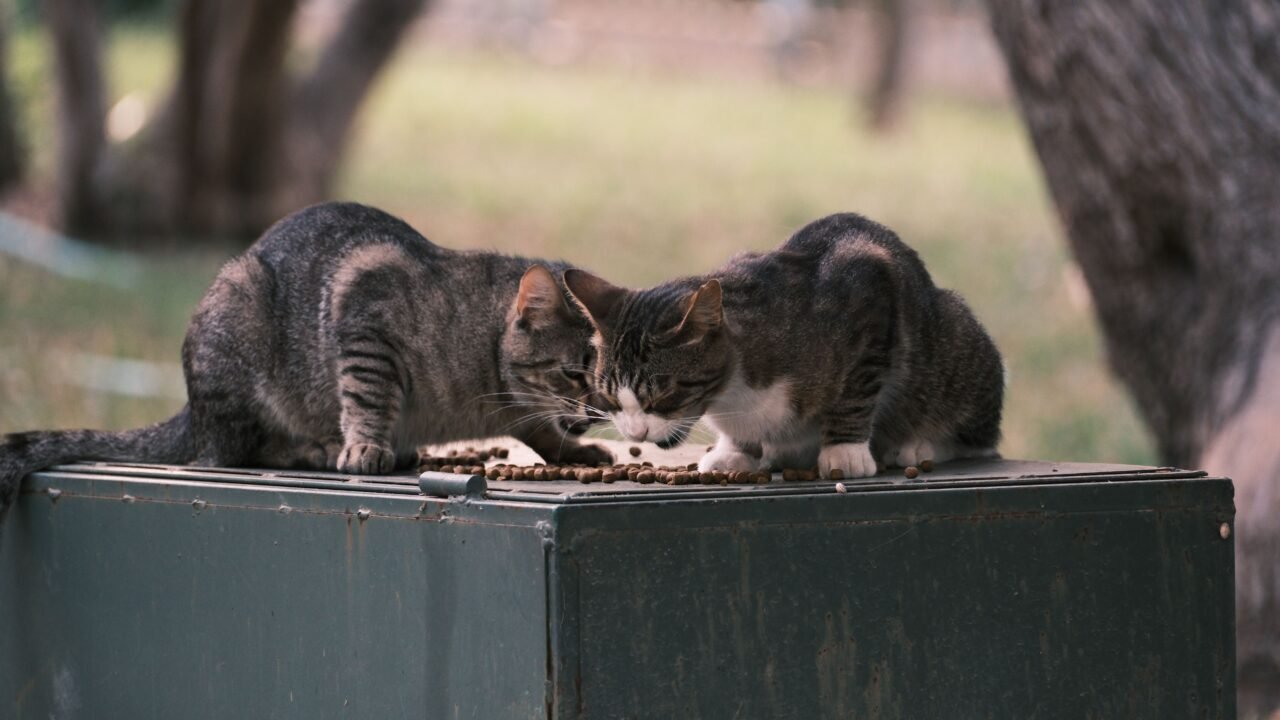 Qué hay realmente dentro de una croqueta de qué están hechas las croquetas para gato — Qué hay realmente dentro de una croqueta