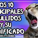 Descifrando el significado de los distintos maullidos de los gatos