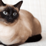 Descubre la elegancia de los gatos siameses a través de estas hermosas imágenes