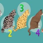 Descubre la Personalidad Única de tu Gato: Todo lo que Necesitas Saber