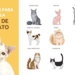 Descubre la raza de tu gato: Consejos y herramientas para saber qué tipo de felino tienes en casa
