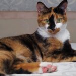 Descubre la razón detrás de la variedad de colores en los gatos