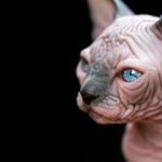 Descubre las fascinantes razas de gatos egipcios: historia, características y curiosidades