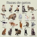 Descubre las razas de gatos con orejas pequeñas más adorables y curiosas