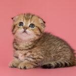 Descubre las razas de gatos que no crecen y sus características únicas