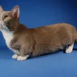 Descubre todo sobre la adorable raza de gatos Munchkin