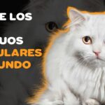 Descubre todo sobre las elegantes razas de gatos Angora