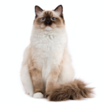 Descubre todo sobre los majestuosos gatos de raza pura