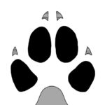 Diferencias entre la huella de un gato y un perro: aprende a distinguirlas fácilmente