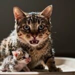 ¿Cuánto dura el parto de una gata? Las 3 cifras que deciden si llamas al veterinario