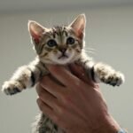 ¿A qué edad se castra un gato? La respuesta ya no es seis meses