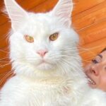 El gigante felino: conoce al gato más grande del mundo
