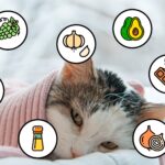 ¿Es seguro darle crema de cacahuate a los gatos? Todo lo que necesitas saber sobre su alimentación