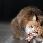 ¿Es seguro darle huesos de pollo a mi gato? Todo lo que necesitas saber sobre la alimentación felina