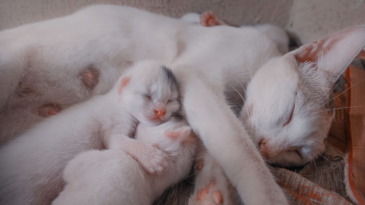 Gata recién parida cuidando a sus gatitos recién nacidos en el nido
