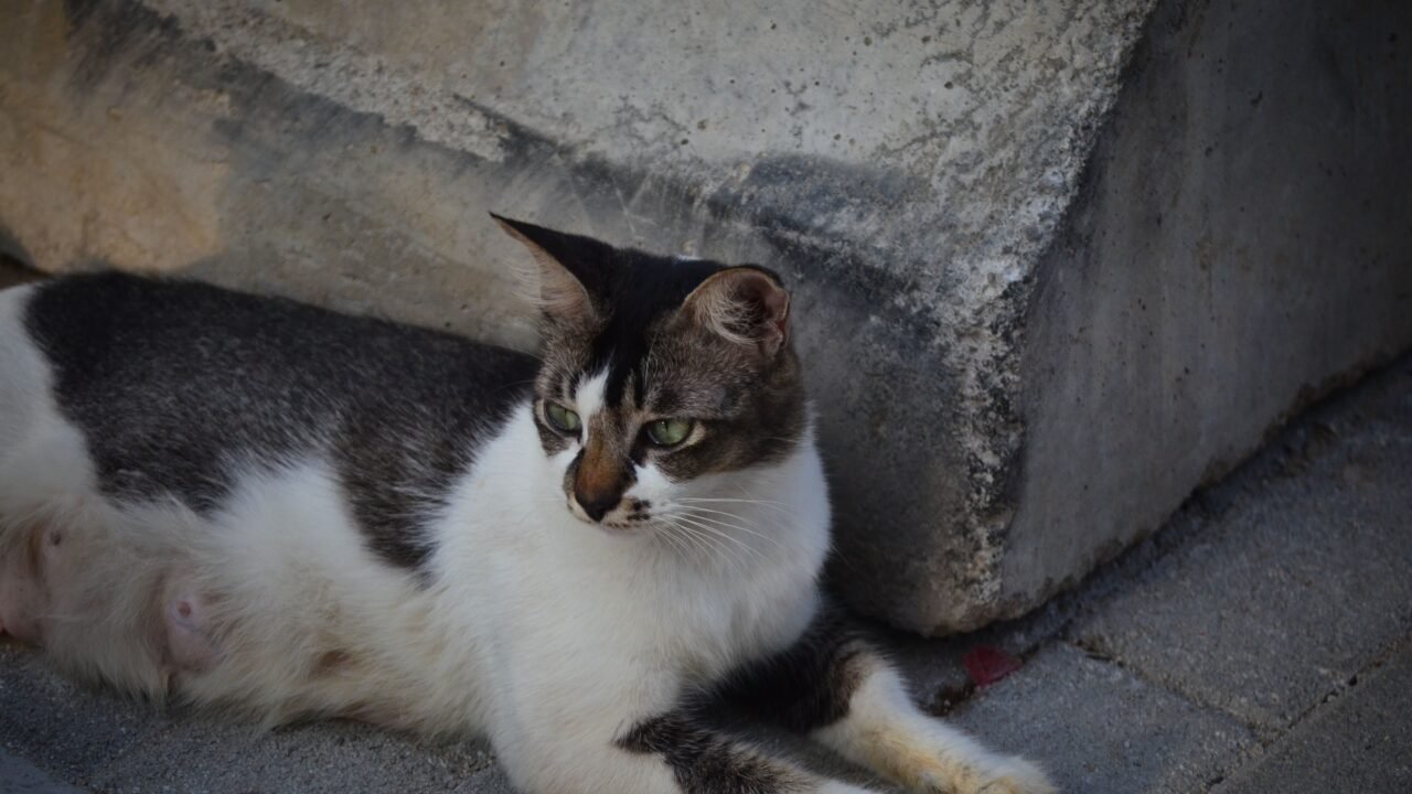 Gata preñada buscando un rincón para hacer su nido
