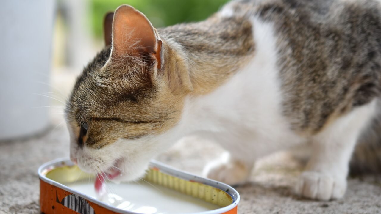 La triple felina y sus riesgos La primera vacuna de un gato protege contra enfermedades graves como la panleucopenia felina.