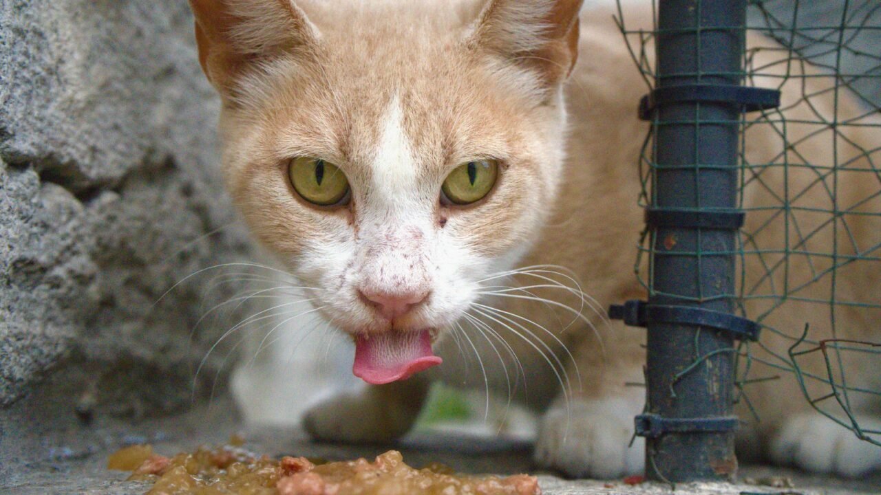 Persona ofreciendo comida a un gato callejero que se acerca con cautela