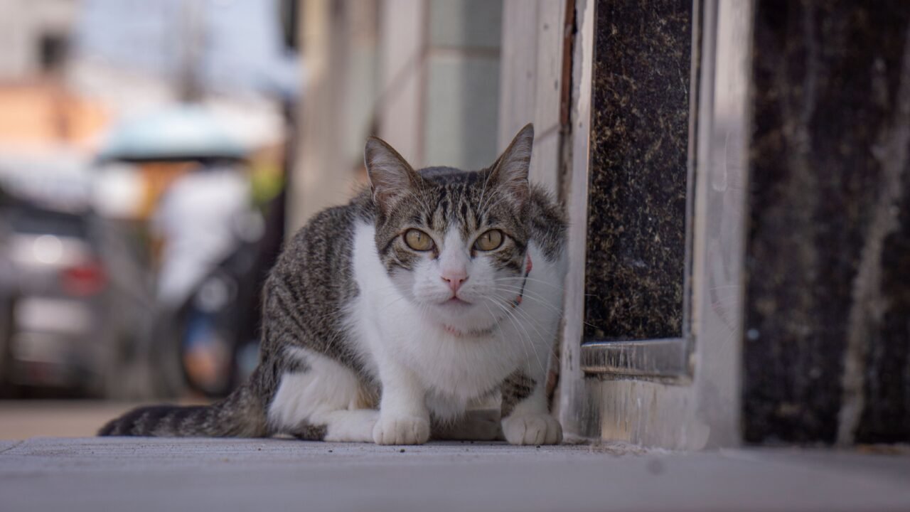 Gato colándose por un hueco estrecho gracias a su clavícula flotante