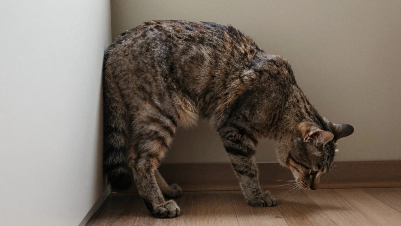 Gato enroscado en una postura imposible mostrando su columna flexible
