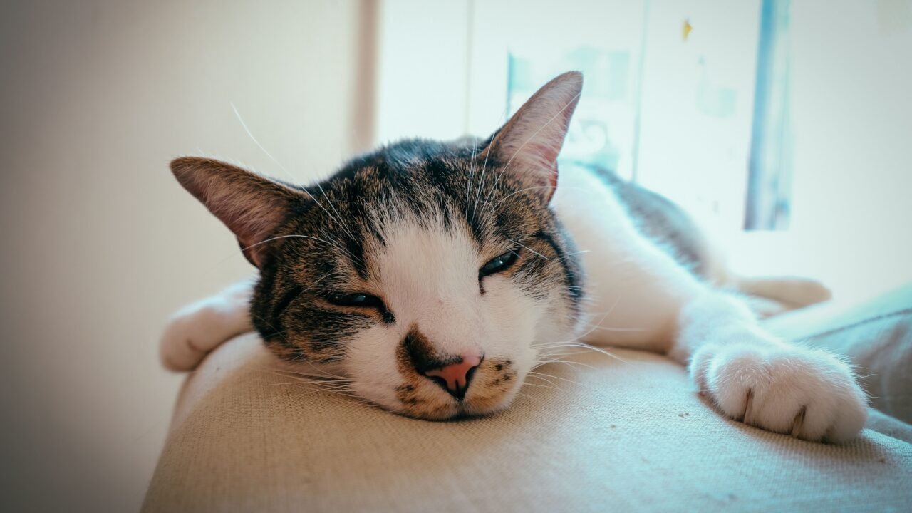 Gato de interior durmiendo plácidamente junto a un radiador