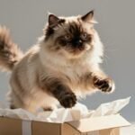El gato más pequeño del mundo (y el lado oscuro de lo "teacup")