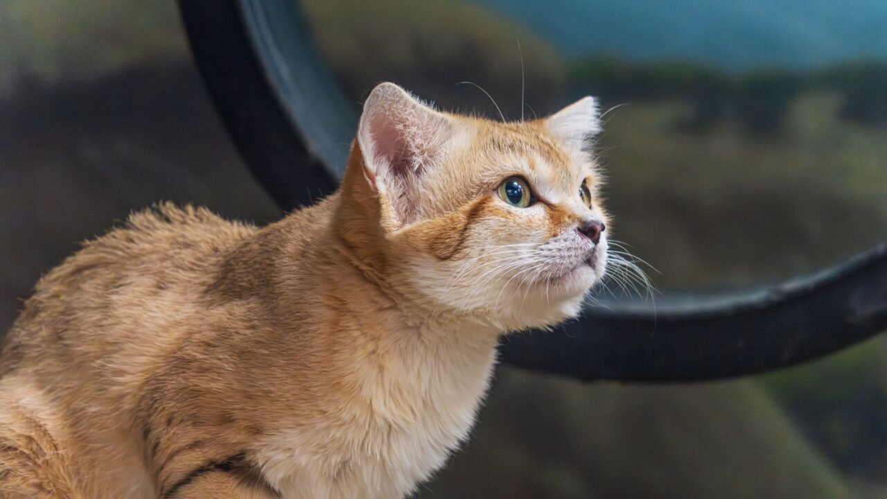 El lado oscuro que las fotos monas no te enseñan el gato más pequeño del mundo — El lado oscuro que las fotos monas no te enseñan